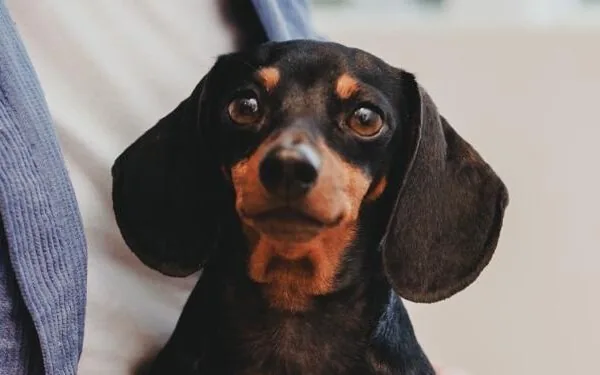Close no rosto da cachorra Nutella olhando atentamente para a câmera
